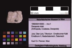 Foto (Objekt + Etiketten) von Decapoda indet. (NHMW-GEO-1990-0041-0093)